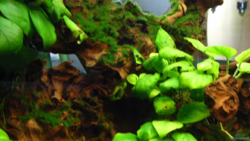 bemooste und bewachsene Wurzel von Oliver Czaika (5)