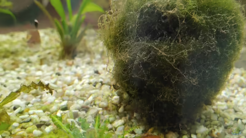 Bemooster Ball von Juno (9)