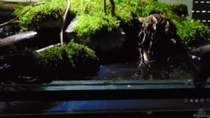 bemooster Landteil von Markaroni (30)