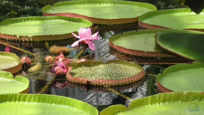 Benennung von Wasserpflanzen – Von Beschreibungen bis zu berühmten Namensgebern
