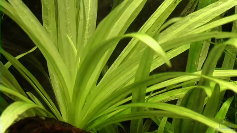 Benennung von Wasserpflanzen – Von Beschreibungen bis zu berühmten Namensgebern