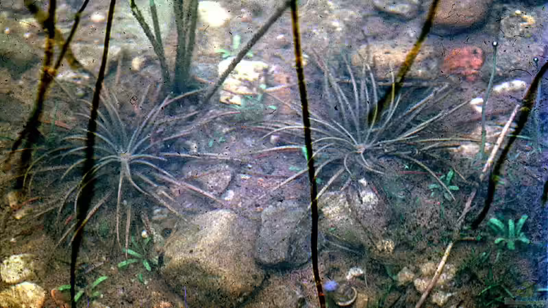 Benennung von Wasserpflanzen – Von Beschreibungen bis zu berühmten Namensgebern