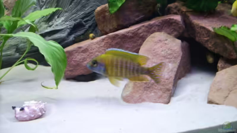 Benga Mann von Klaus Simon (4)