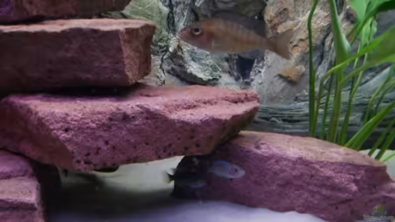 Benga Weib mit Nachwuchs von Klaus Simon (6)