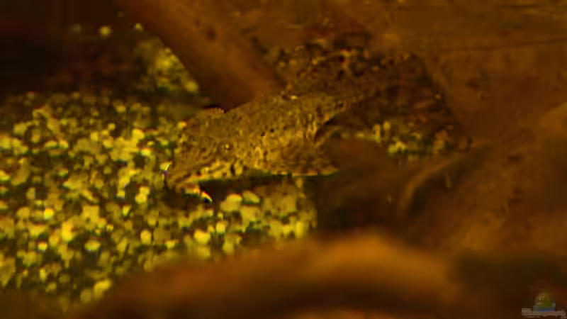 Beni Zwerghexenwels von miss_underwaterlove (4)