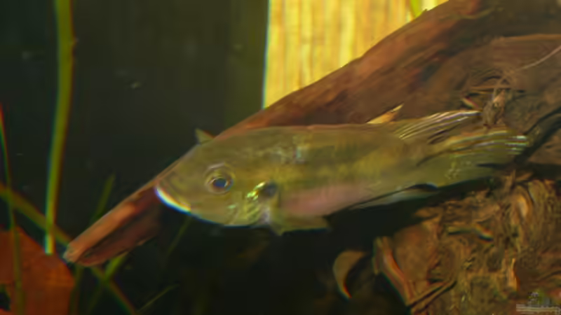 Benitochromis - ein Maulbrüter aus Westafrika