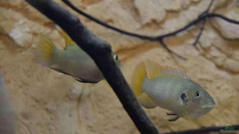 Einrichtungsbeispiele für Benitochromis-Arten