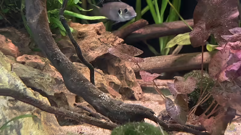 Benitochromis Männchen von Franne (22)