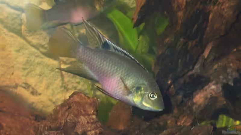 Benitochromis nigrodorsalis von Misanthrop (10)