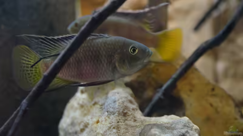 Aquarien mit Benitochromis nigrodorsalis
