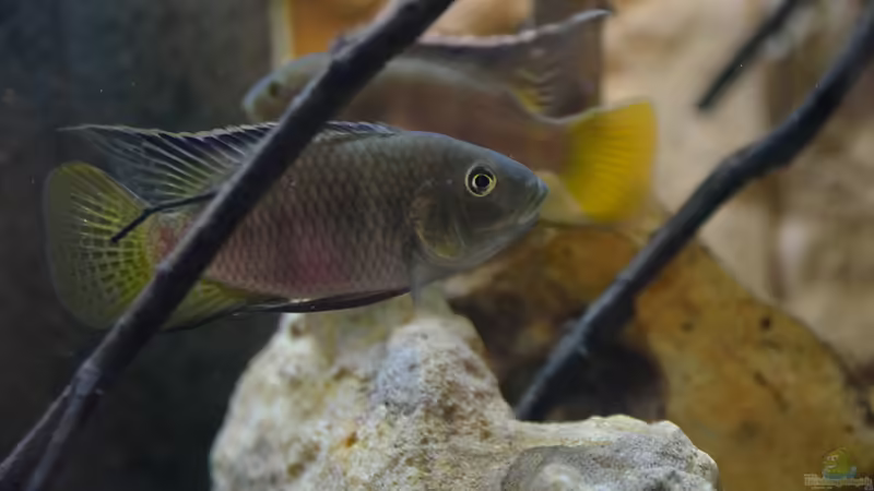 Aquarien mit Benitochromis nigrodorsalis