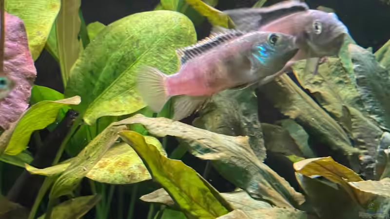 Benitochromis Pärchen  von Franne (31)