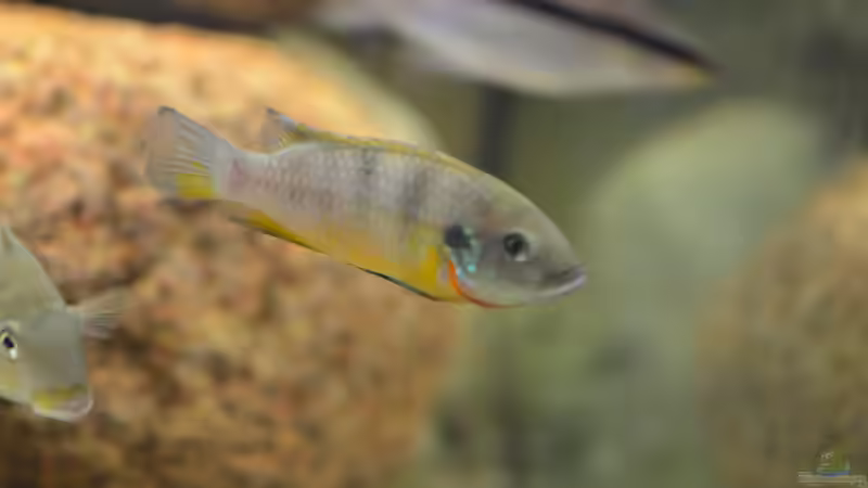 Benitochromis ufermanni Weibchen  von Didi (31)