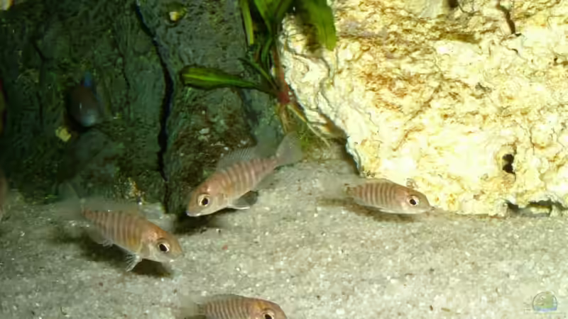 Benschi benga Jungtiere von Oliver Rädel (21)