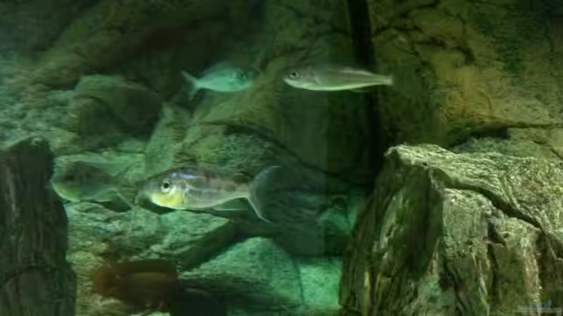 Einrichtungsbeispiele für Benthochromis tricoti