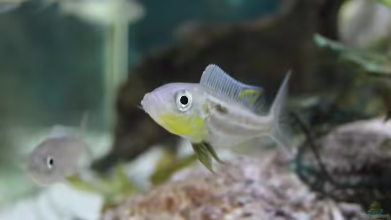 Einrichtungsbeispiele für Benthochromis tricoti