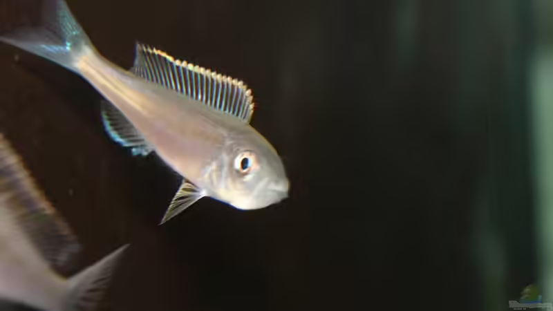 Einrichtungsbeispiele für Benthochromis tricoti