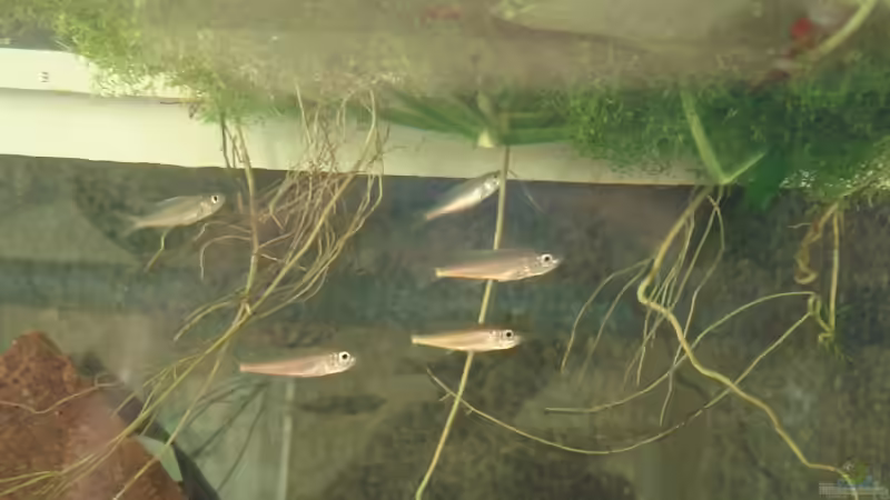 Einrichtungsbeispiele für Benthochromis tricoti