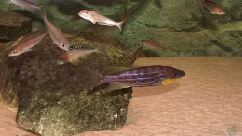 Einrichtungsbeispiele für Benthochromis tricoti