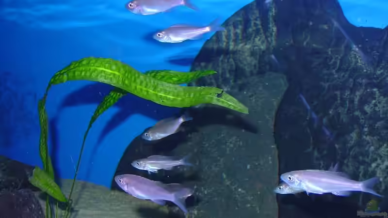 Benthochromis trikoti   noch klein ca.6-7cm von Thomas Wittemeier (3)