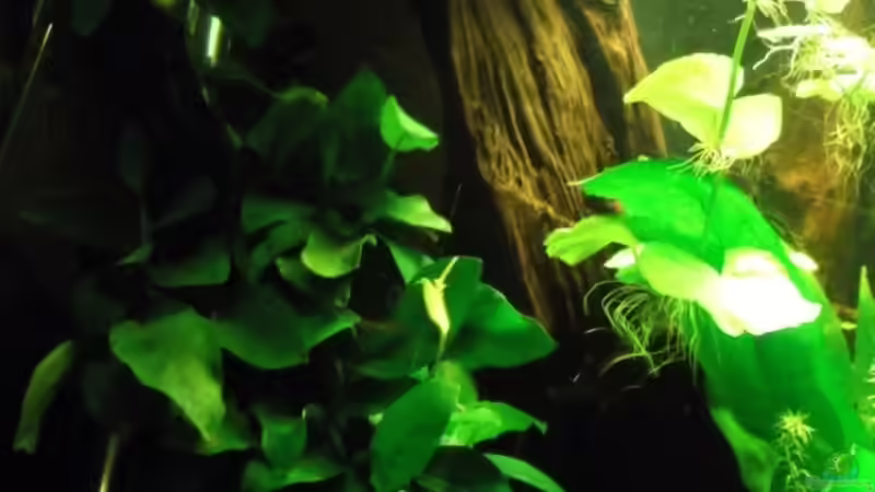 Bepflanze Wurzel (Anubias Nana und Javafarn) von Babsi Aud (21)