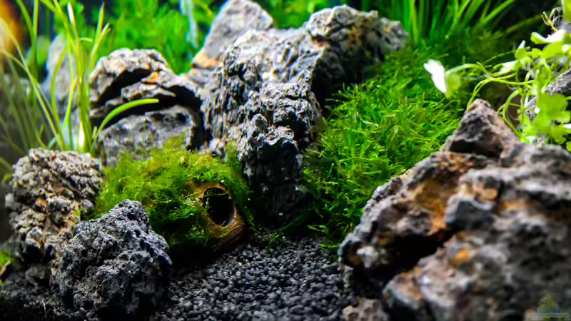 Bepflanzte Höhle von DatNicky (7)