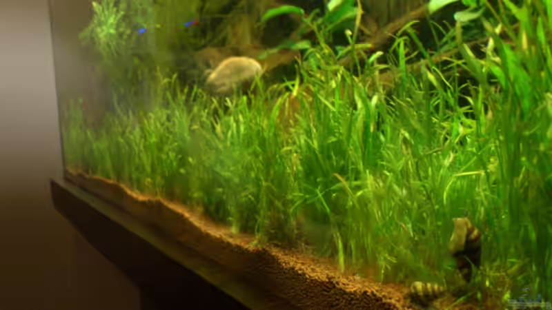 Bepflanzte lange Seite des Beckens mit Neuseelandgras von Rainbowfan (10)