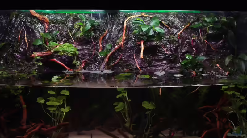 Bepflanzte Rückwand von Koehler (35)