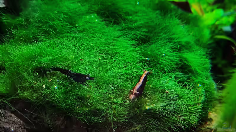 Bepflanzte schwarze Lava mit Moos von David Schneider Aquaristik (18)