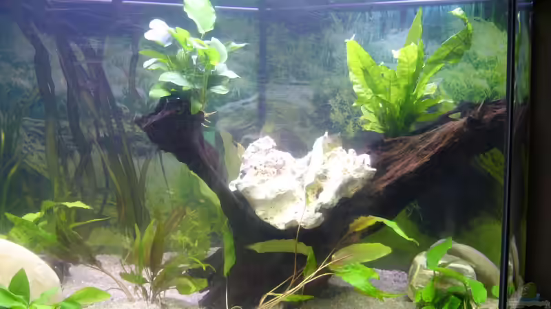 bepflanzte Wurzel mit Anubia und Javafarn von Sunnyboy_72 (13)