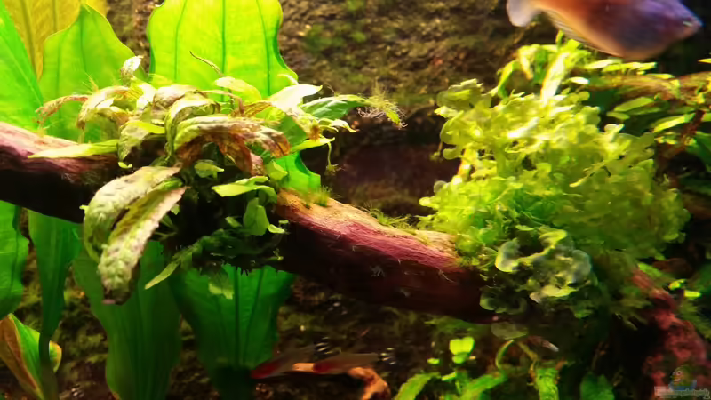 bepflanzte Wurzel mit Javafarn und Süßwassertang von Gigi (13)