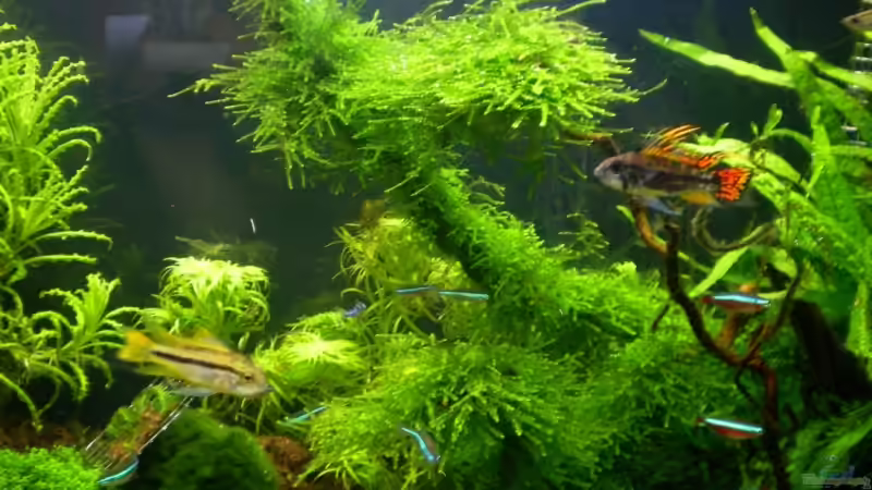 Bepflanzte Wurzel von Marc Joist (5)