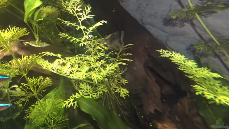 bepflanzter hohler Stamm mit durchgehender Höhle für Welse, gern besucht von den von Diedelsen (15)