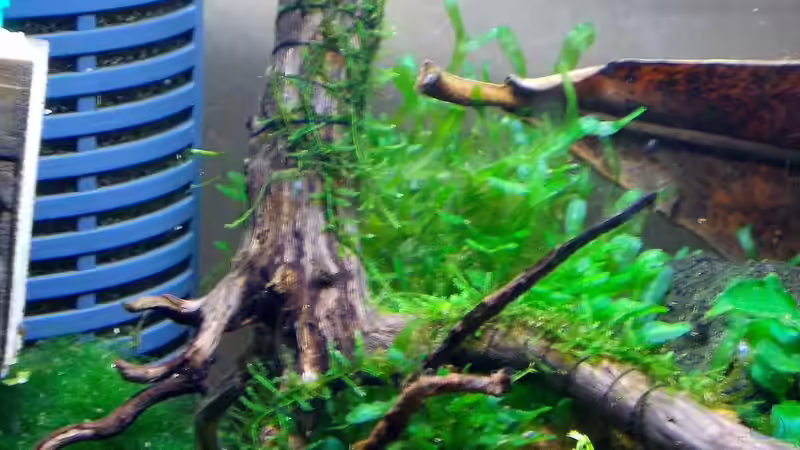 Bepflanzter Stamm von Koehler (25)