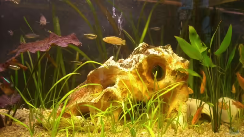 Bepflanzung + Lochstein vom 20.03.2008 von Mark Luigart (2)