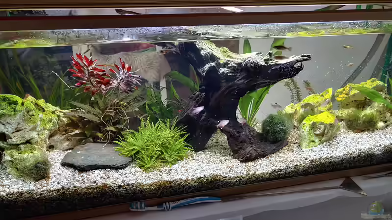 Bepflanzung 2021 von Juno (6)