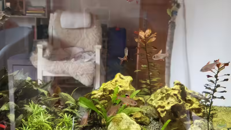 Bepflanzung 2022 von Juno (11)