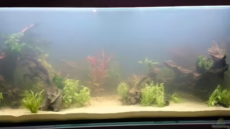 Bepflanzung am 01. Tag von Schnuppe (4)