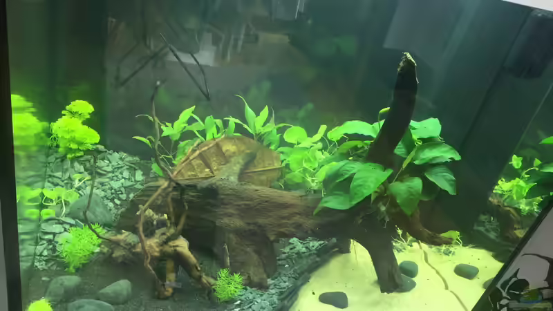 Bepflanzung an Tag 2 von moehriam (22)