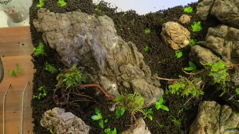 Bepflanzung des Beckens von BastiB (15)