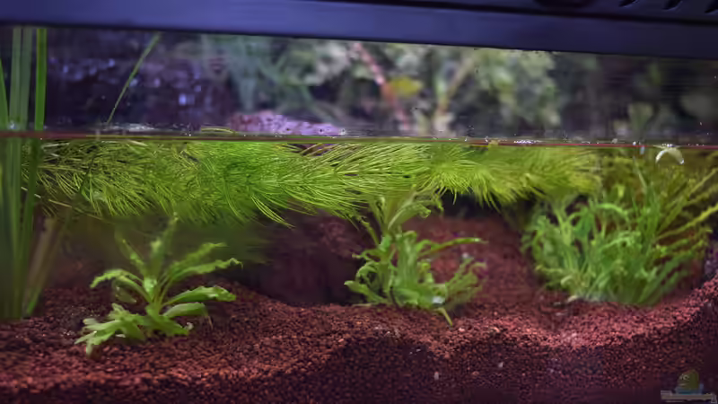 Bepflanzung im Bachlauf von Junglist (22)