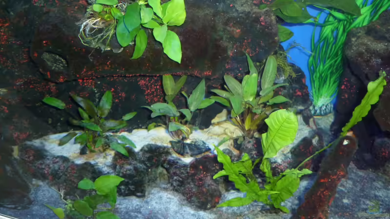 Bepflanzung links von Couro (22)