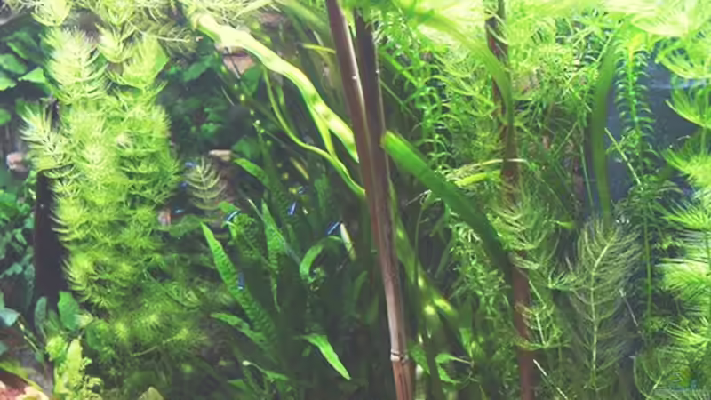 Bepflanzung nach 7 Wochen von Werner Müller (3)