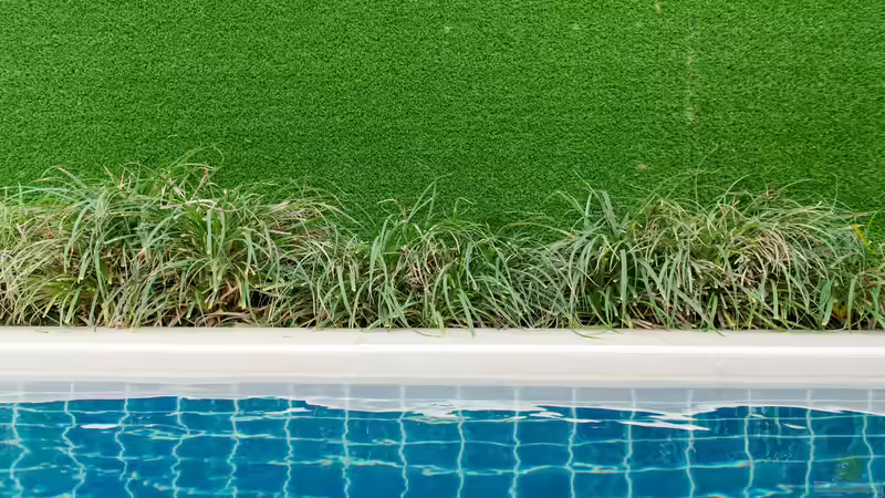 Bepflanzung rund um den Swimmingpool: Darauf solltest du achten