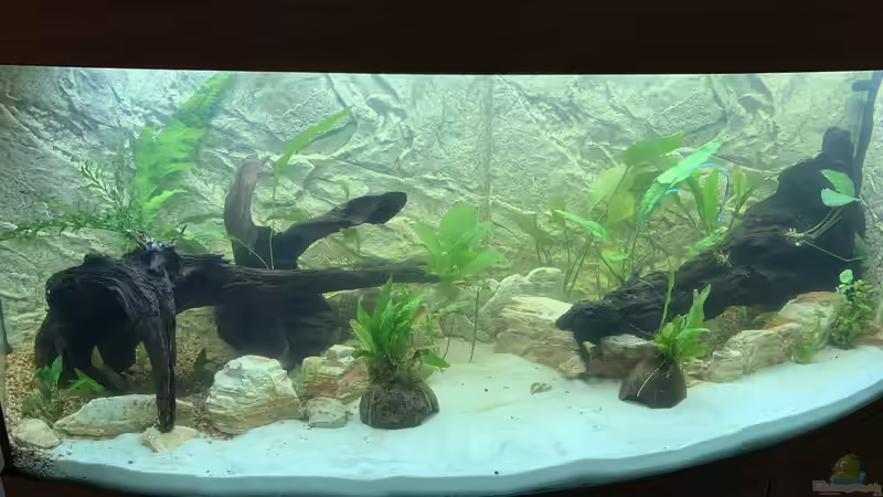 Bepflanzung und Einlaufen ca. 4 Wochen von Donelli (5)