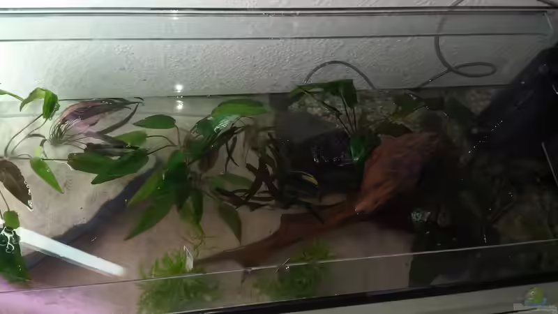 Bepflanzung und ersten Teil Wasser eingefüllt von Oli 1 (6)