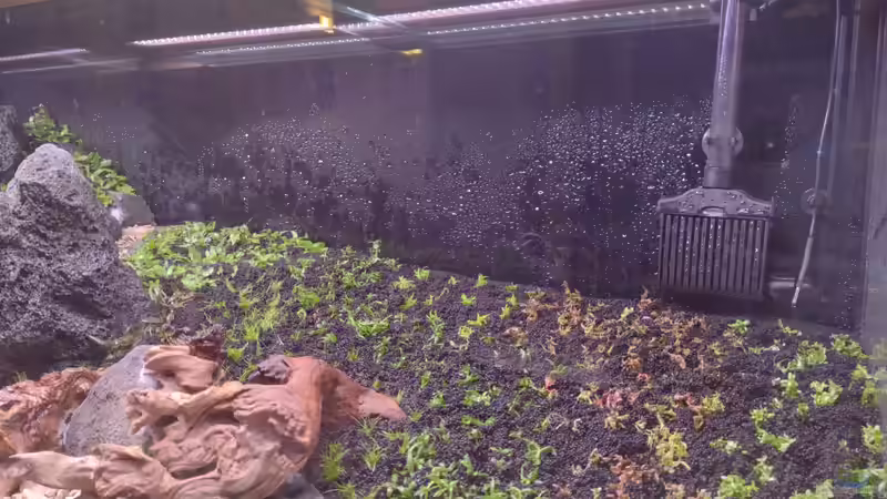 Bepflanzung v. 28.12.2023 von C-NA (10)