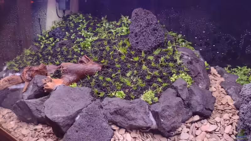 Bepflanzung v. 28.12.2023 von C-NA (11)