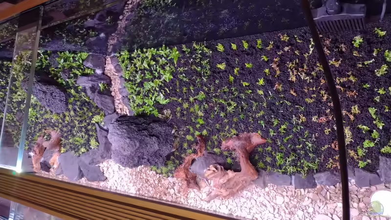 Bepflanzung v. 28.12.2023 von C-NA (9)