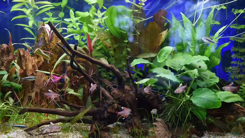 Bepflanzung von Acki50 (20)